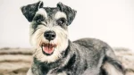 Miniature Schnauzer Dog photo
