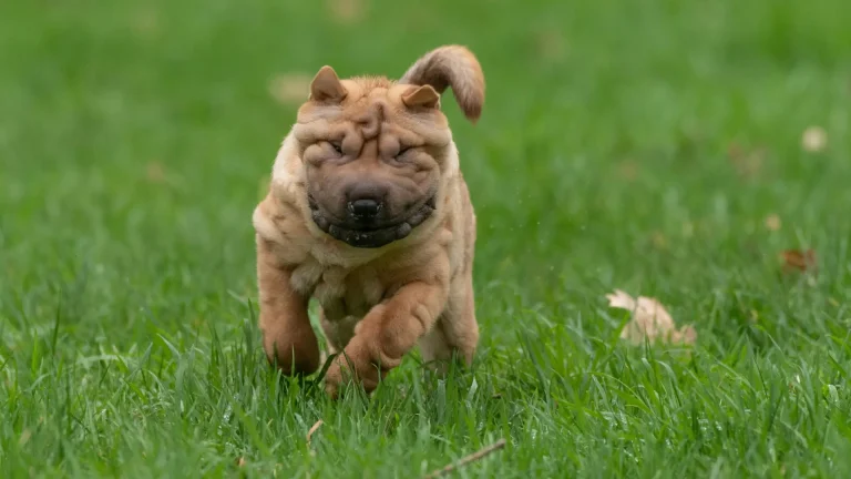 Miniature Shar-Pei Dog photo