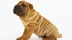 Miniature Shar-Pei Dog photo