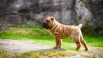 Miniature Shar-Pei Dog photo