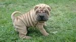 Miniature Shar-Pei Dog photo
