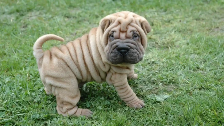 Miniature Shar-Pei Dog photo
