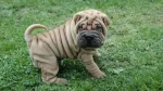 Miniature Shar-Pei Dog photo