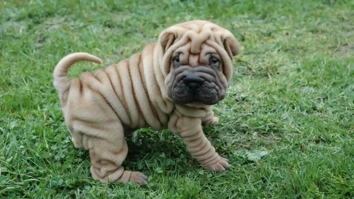 Miniature Shar-Pei Dog photo