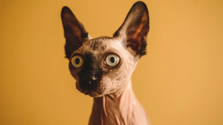 Minskin Cat photo
