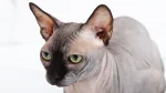 Minskin Cat photo