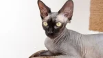 Minskin Cat photo