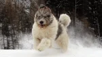 Mioritic Sheepdog Dog photo
