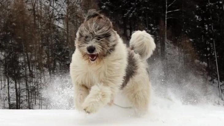 Mioritic Sheepdog Dog photo