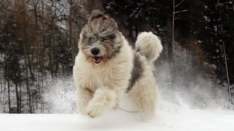Mioritic Sheepdog Dog photo