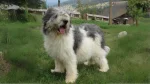 Mioritic Sheepdog Dog photo
