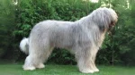 Mioritic Sheepdog Dog photo
