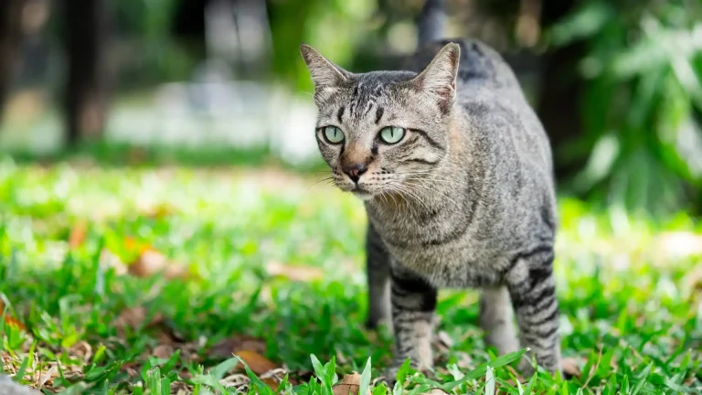 Moggy Cat photo