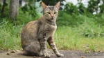 Moggy Cat photo