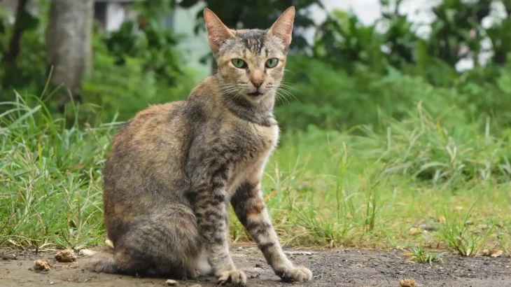 Moggy Cat photo