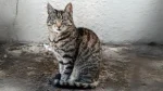 Moggy Cat photo