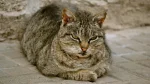 Moggy Cat photo