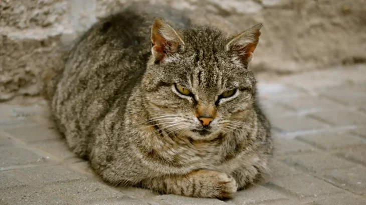 Moggy Cat photo