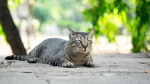 Moggy Cat photo