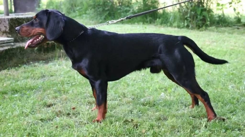 Montenegrin Mountain Hound Dog photo