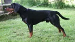 Montenegrin Mountain Hound Dog photo
