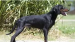 Montenegrin Mountain Hound Dog photo