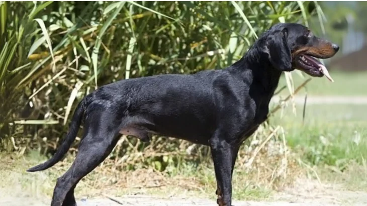 Montenegrin Mountain Hound Dog photo
