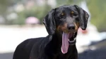 Montenegrin Mountain Hound Dog photo