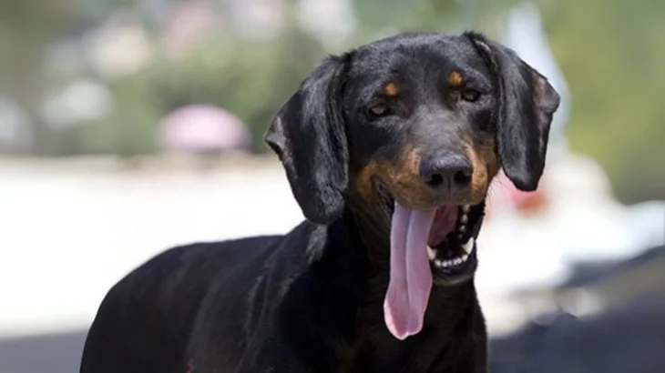Montenegrin Mountain Hound Dog photo