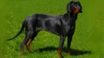 Montenegrin Mountain Hound Dog photo