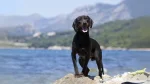 Montenegrin Mountain Hound Dog photo