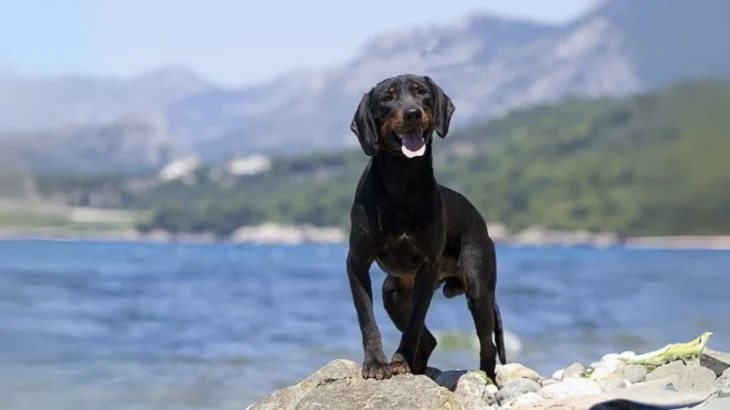 Montenegrin Mountain Hound Dog photo