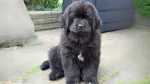 Moscow Vodolaz Dog photo