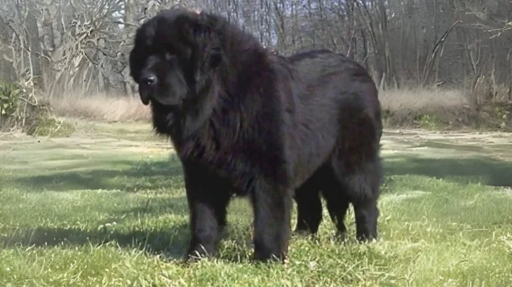 Moscow Vodolaz Dog photo