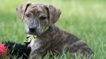 Mountain Cur Dog photo
