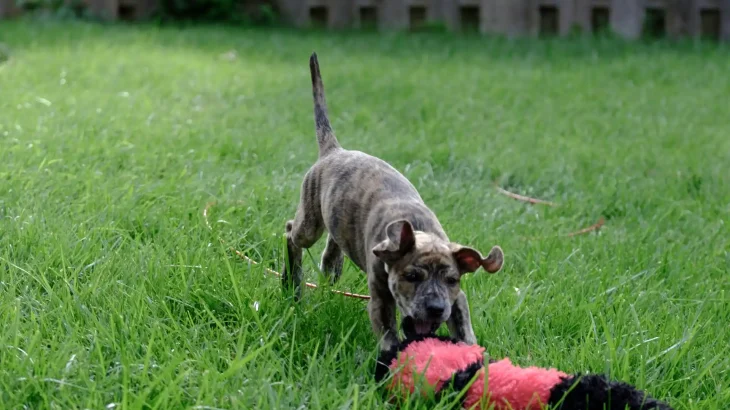 Mountain Cur Dog photo