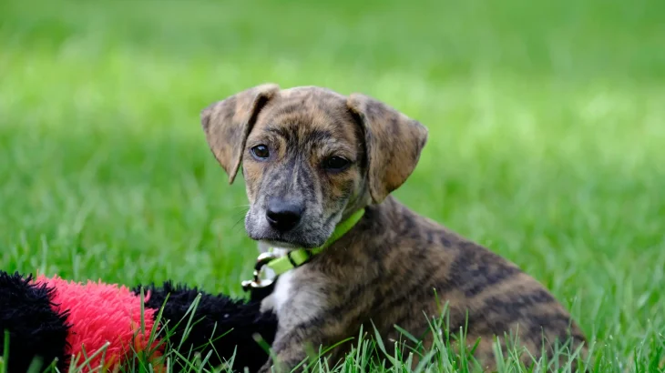 Mountain Cur Dog photo