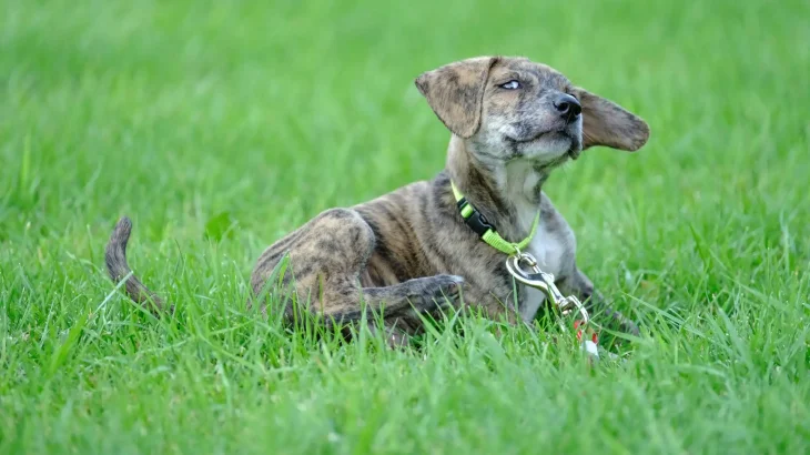Mountain Cur Dog photo