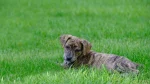 Mountain Cur Dog photo