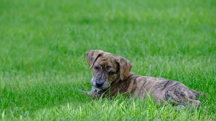 Mountain Cur Dog photo