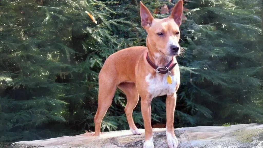 Mountain Feist Dog photo