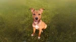 Mountain Feist Dog photo