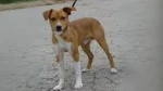 Mountain Feist Dog photo