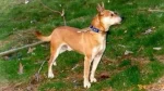Mountain Feist Dog photo