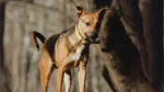 Mountain Feist Dog photo