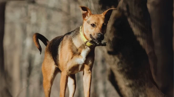 Mountain Feist Dog photo