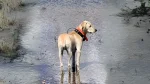Mountain View Cur Dog photo