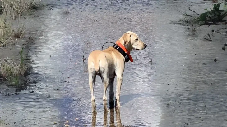 Mountain View Cur Dog photo