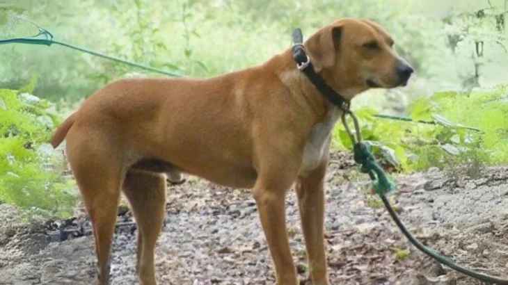 Mountain View Cur Dog photo