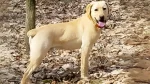 Mountain View Cur Dog photo